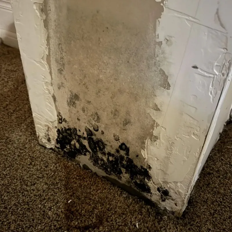 Professional Mold Removal in Dawson Springs, KY